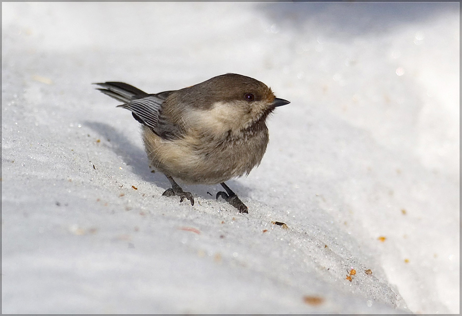 Parus cinctus