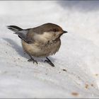 Parus cinctus