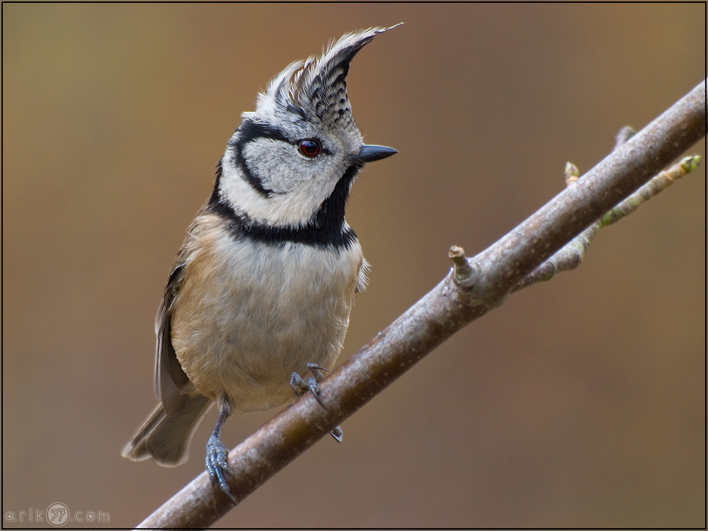 Parus cristatus