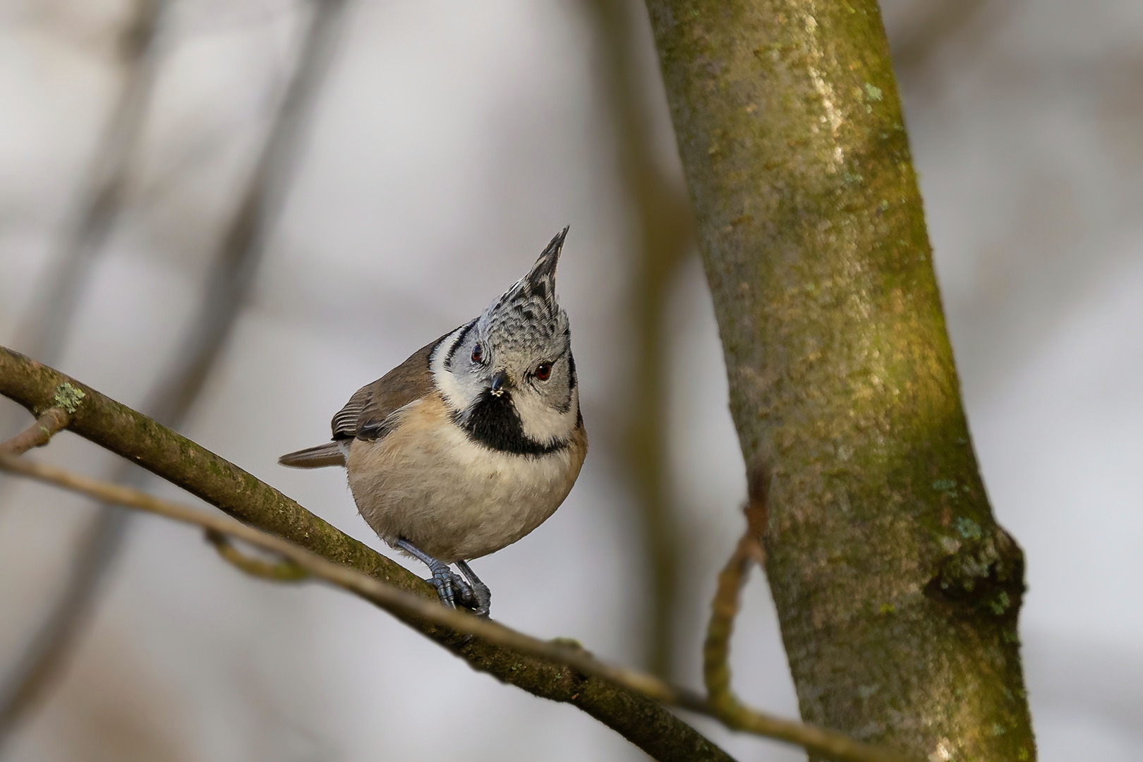 Parus Cristatus