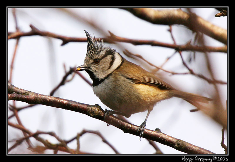 Parus cristatus...