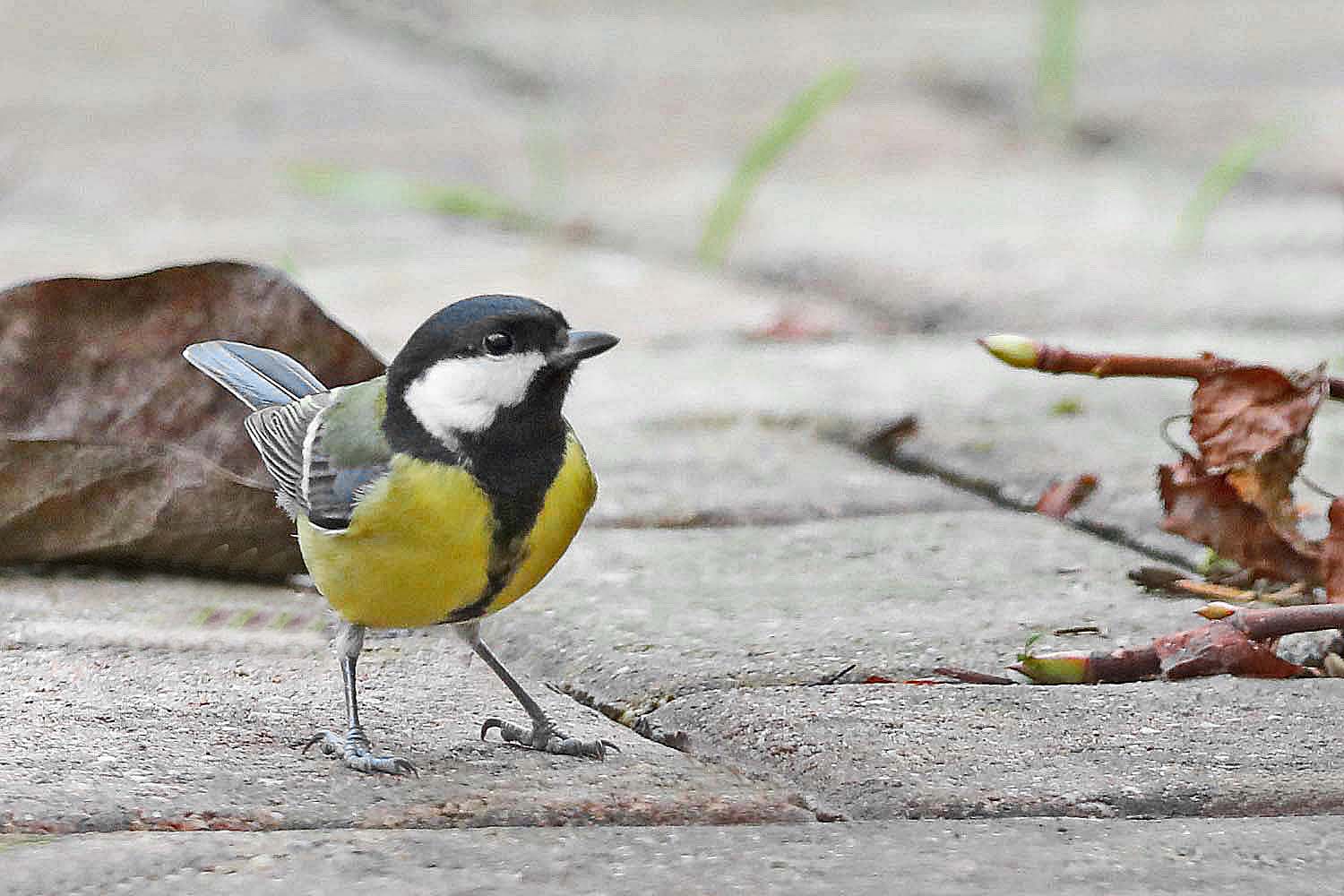 Parus major