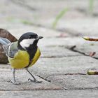 Parus major