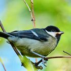 Parus major