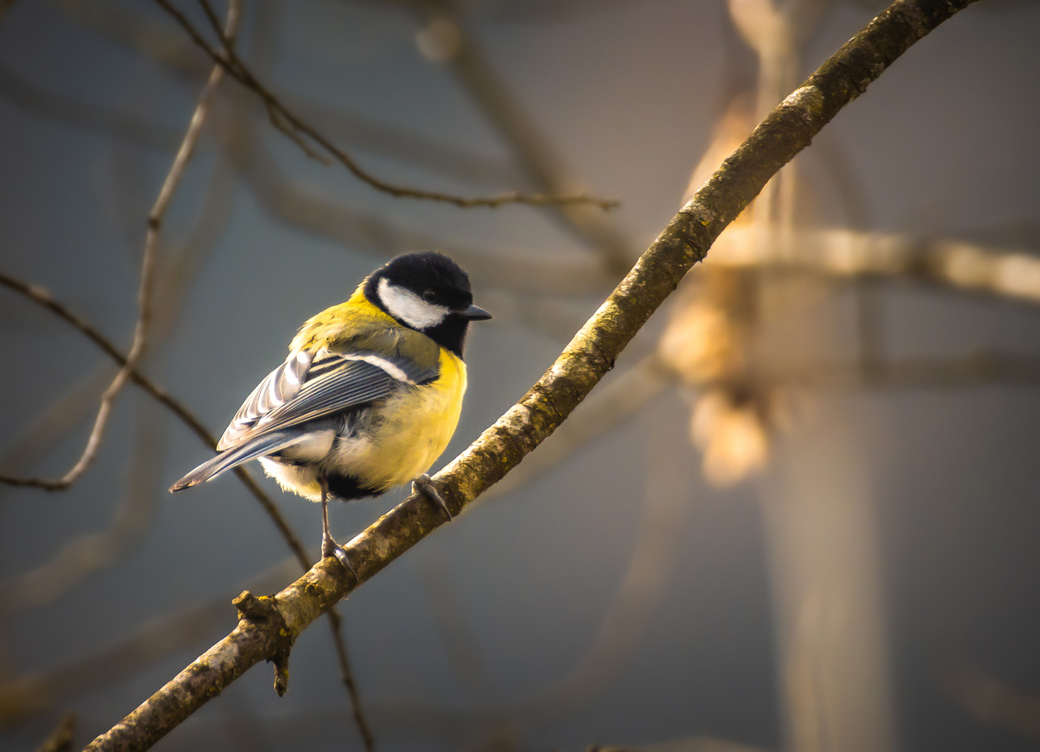 Parus major