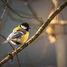 Parus major