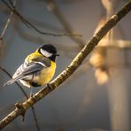 Parus major