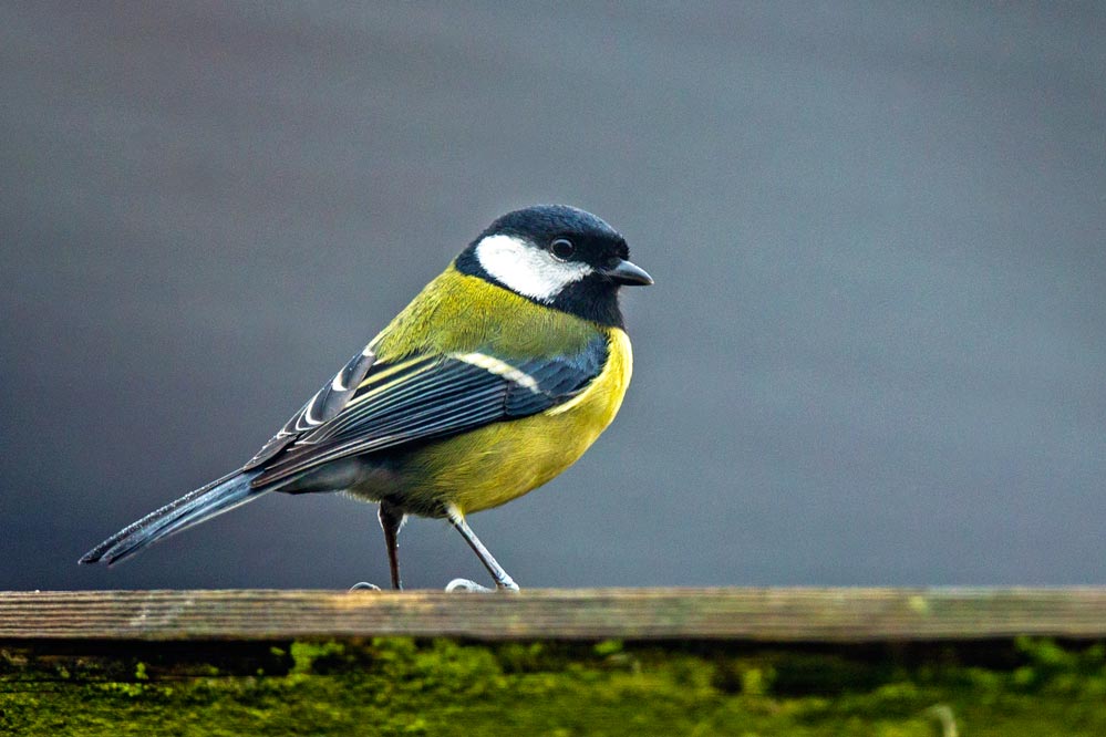 Parus major