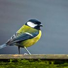 Parus major