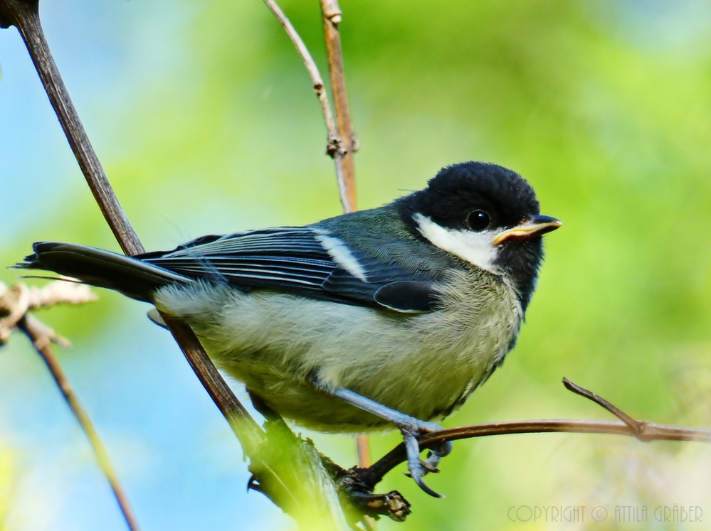 Parus major