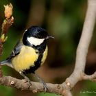 Parus major