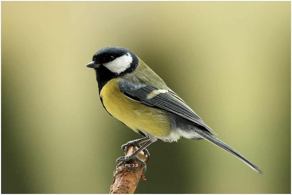 Parus major