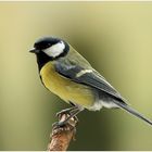 Parus major