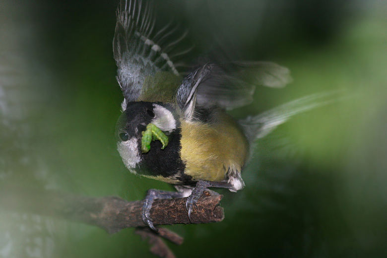 Parus major