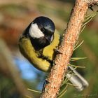 Parus major