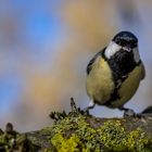 PARUS MAJOR