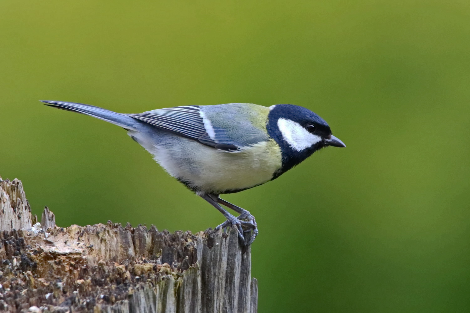 Parus major