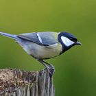 Parus major