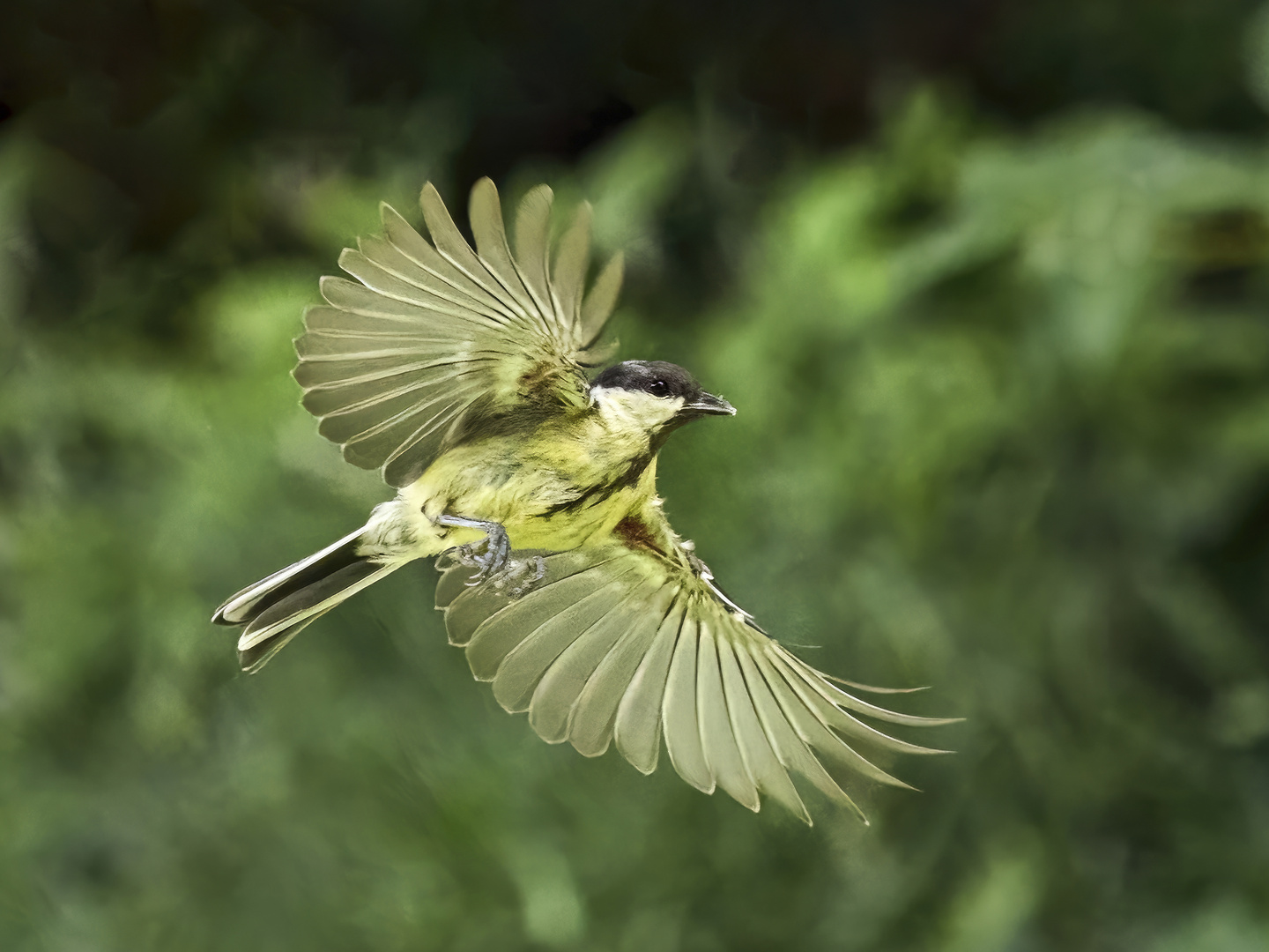 Parus major