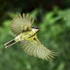 Parus major