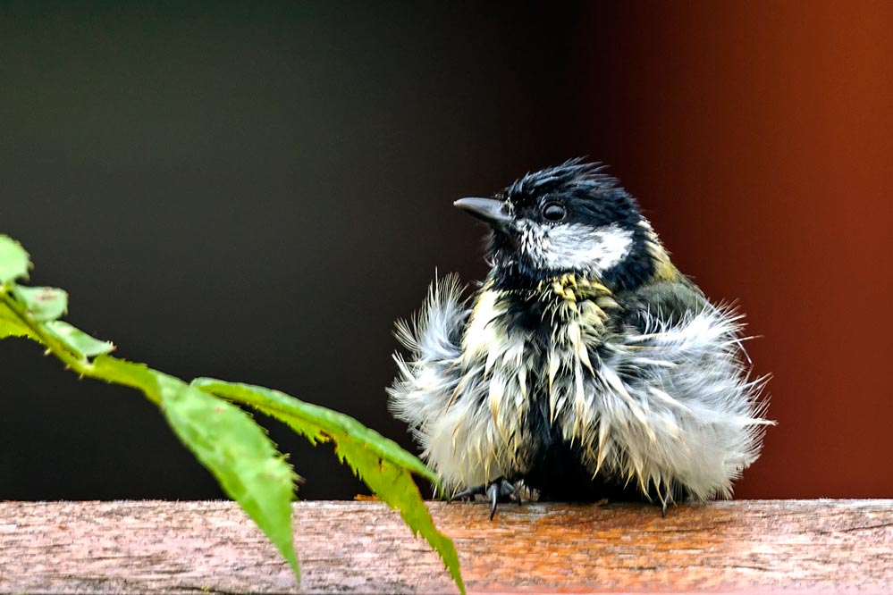 Parus major