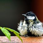 Parus major