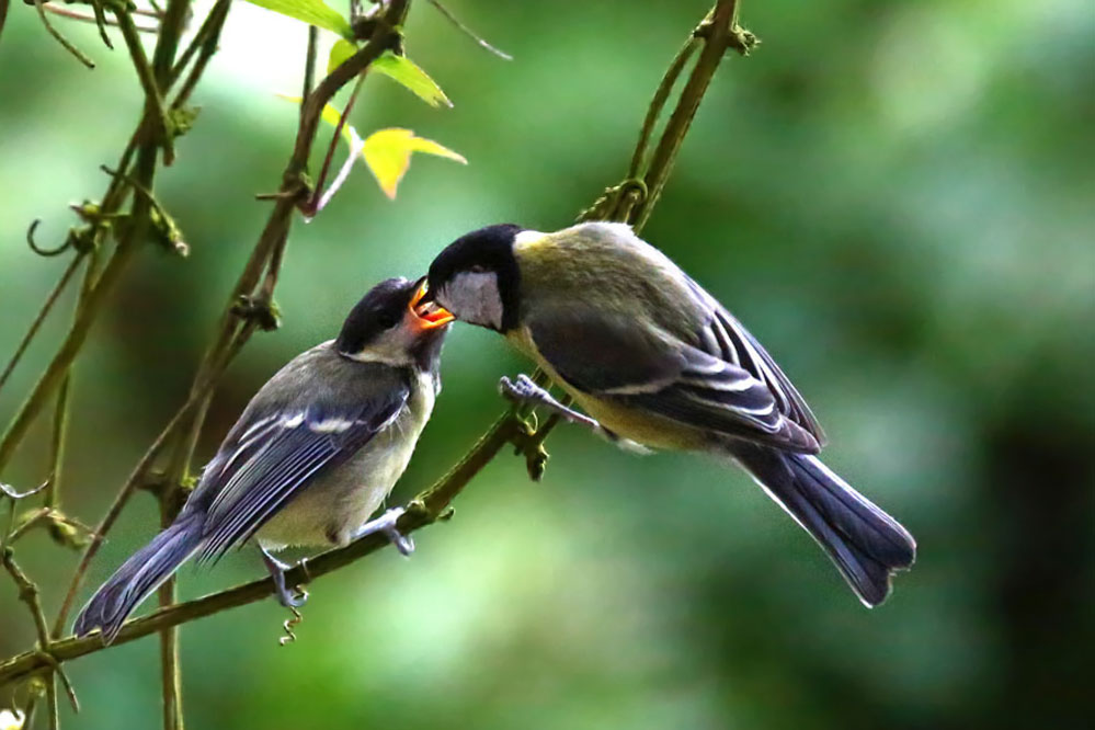 Parus major