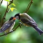 Parus major