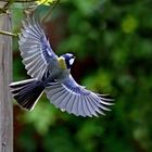 Parus major