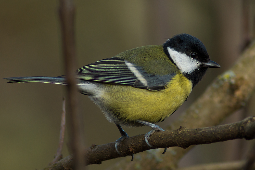 Parus major