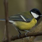 Parus major