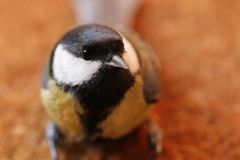 Parus major