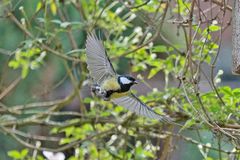 Parus major - Anflug