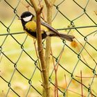 Parus major