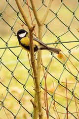 Parus major