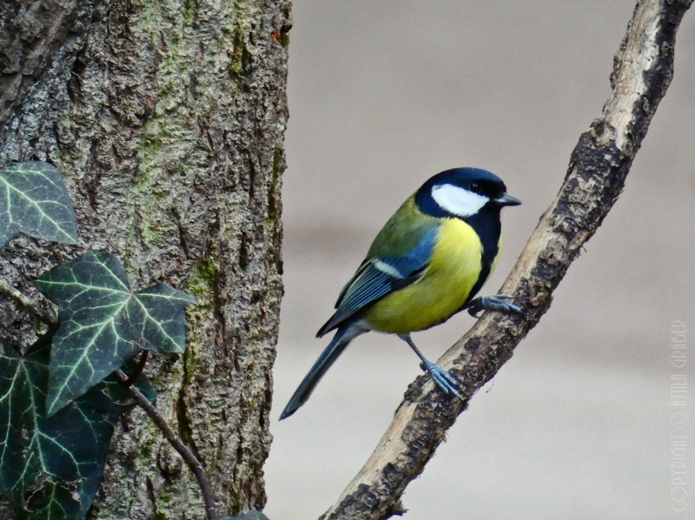 Parus major