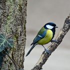 Parus major