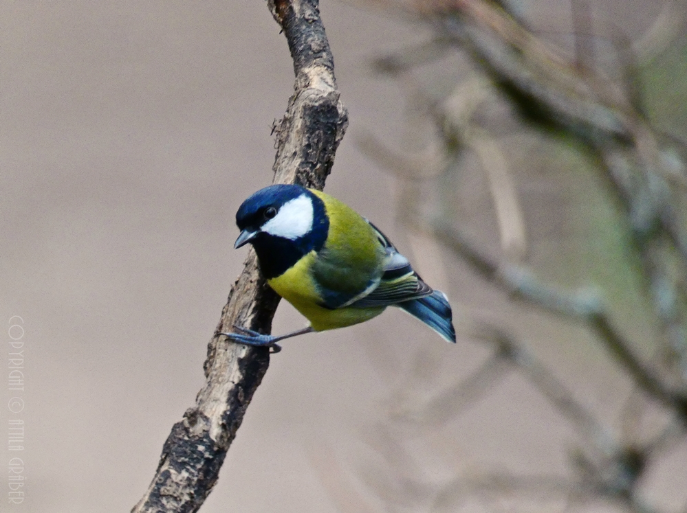 Parus major