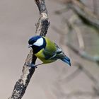 Parus major