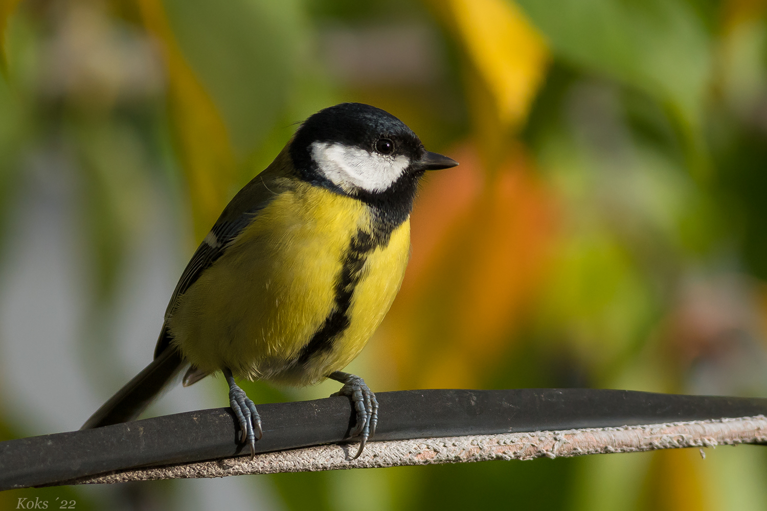 Parus major