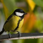 Parus major