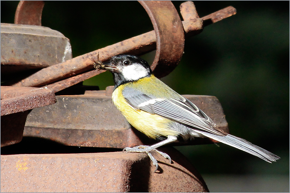 Parus major