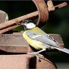 Parus major