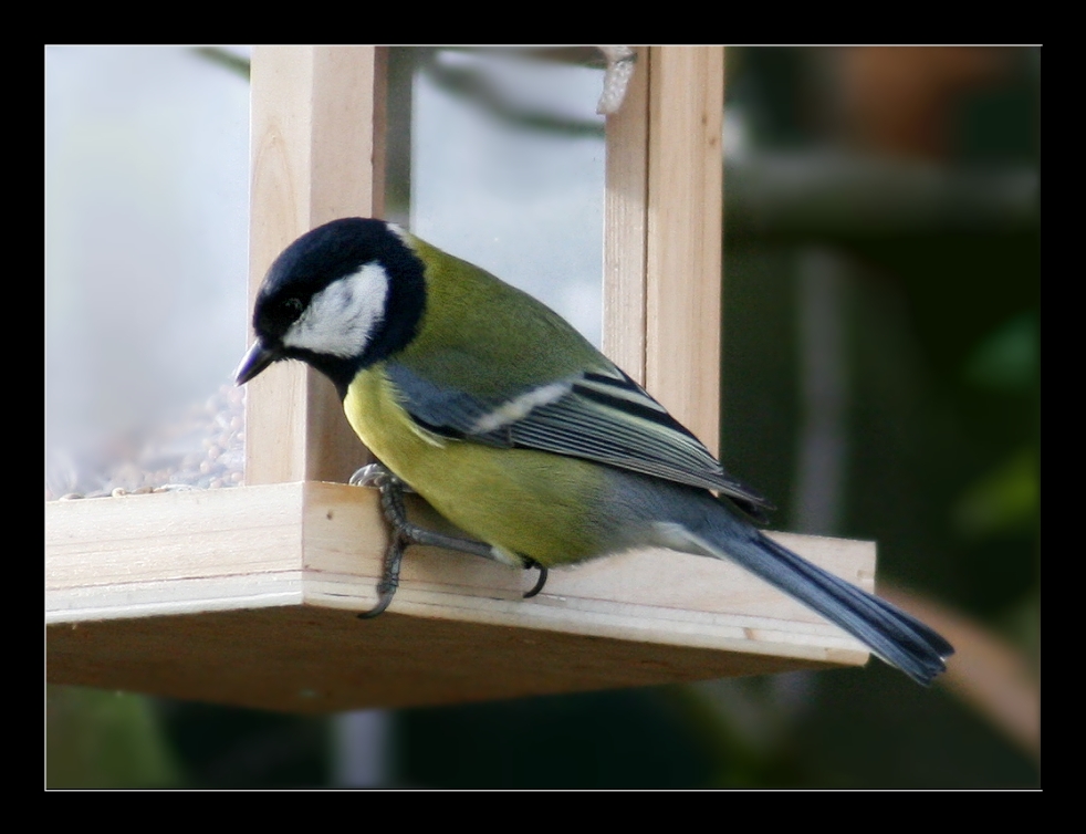 Parus major