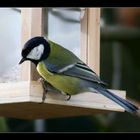 Parus major