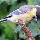 Parus major die "nimmersatte" Kohlmeise aus dem Juli des letzten Jahres ...