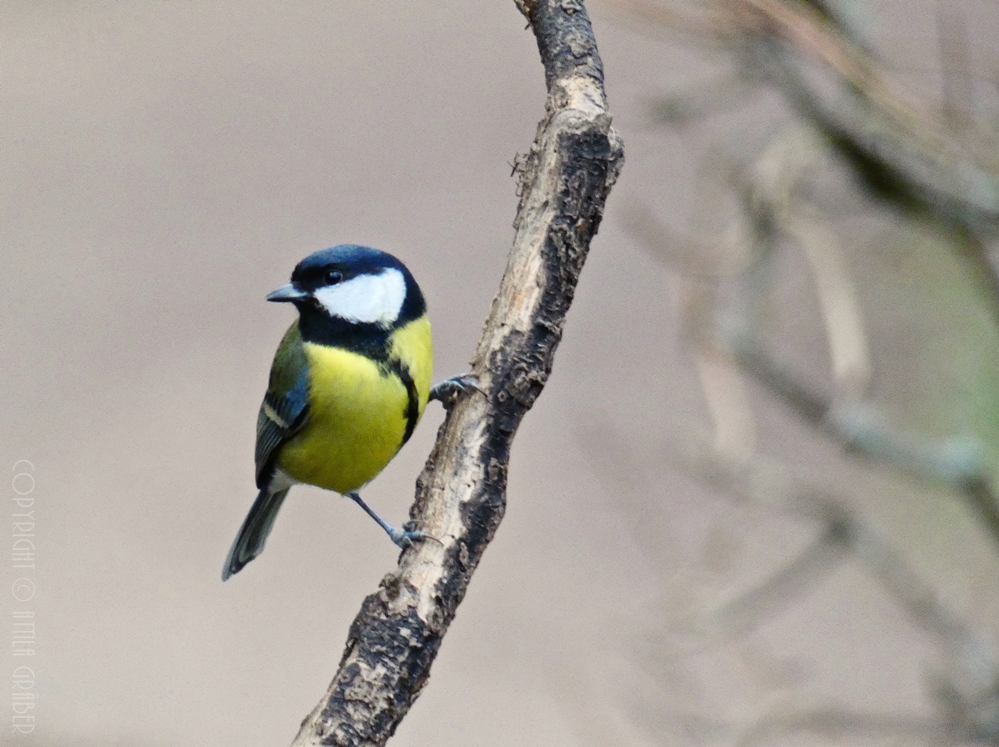 Parus major