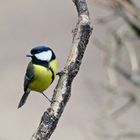 Parus major