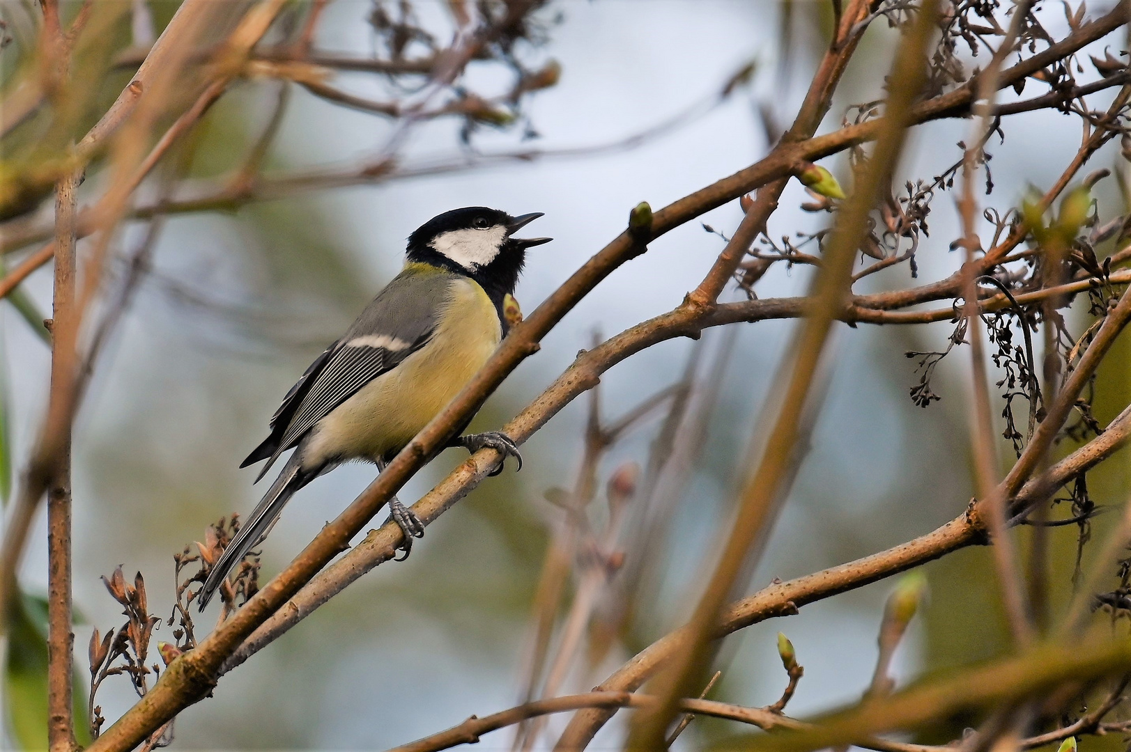 Parus major