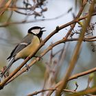 Parus major